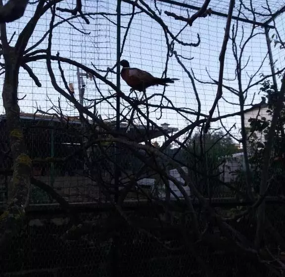 Aamiaismajoitus (B&B) Il Castello