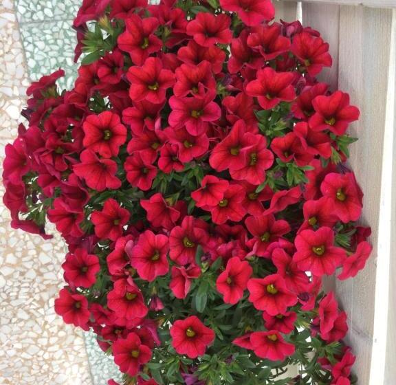 تختخواب و صبحانه Casa 28