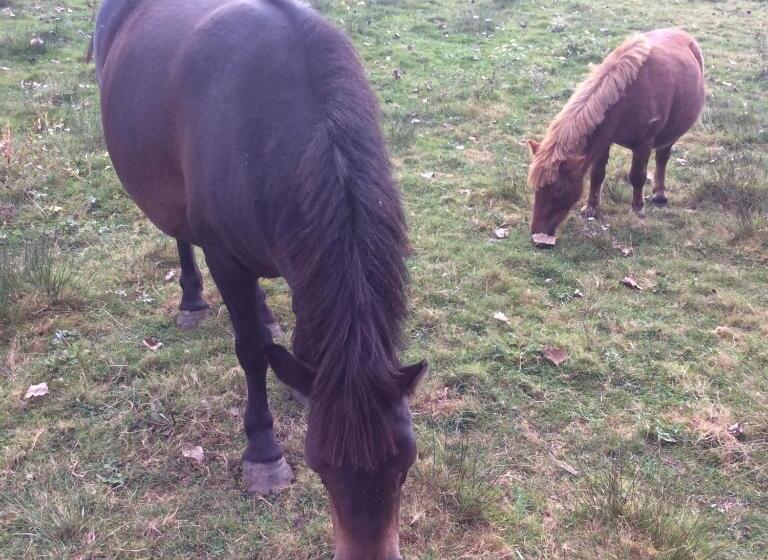 住宿加早餐 Gîte Du Puy De L étang