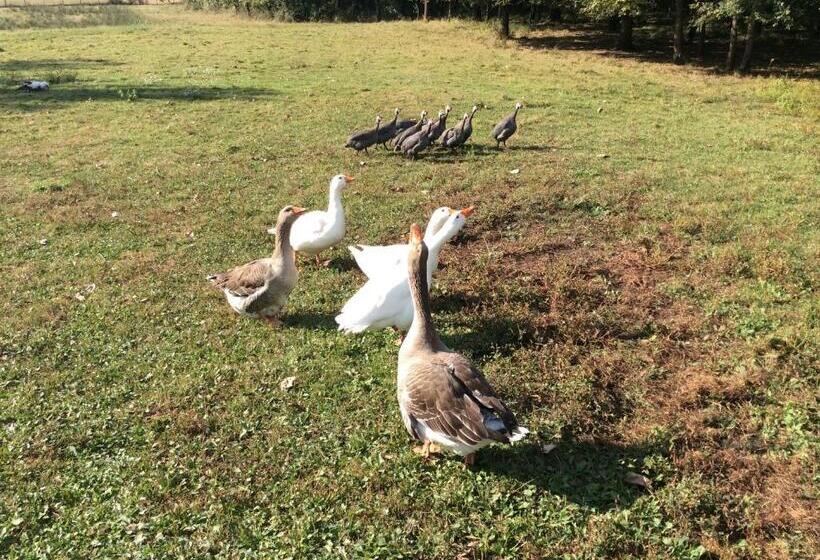 住宿加早餐 Gîte Du Puy De L étang