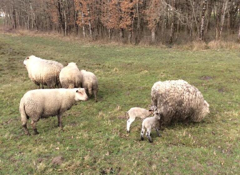 住宿加早餐 Gîte Du Puy De L étang