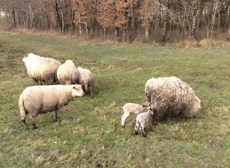 Aamiaismajoitus (B&B) Gîte Du Puy De L étang