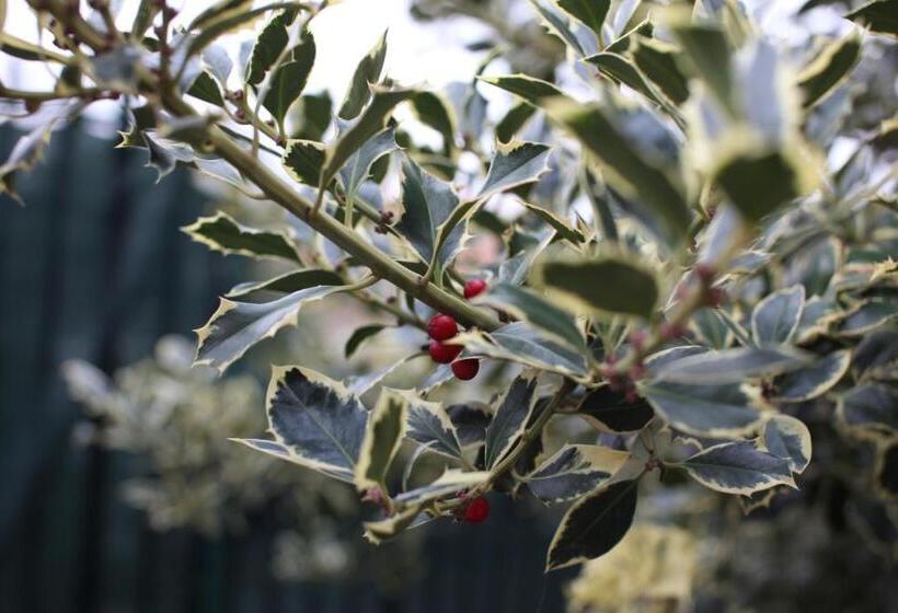 צימר L Agrifoglio Dell Etna