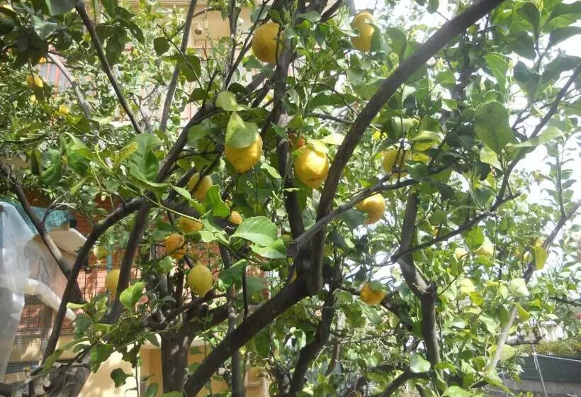 ベッドアンドブレックファースト L Agrifoglio Dell Etna