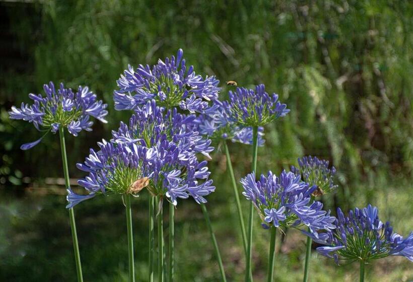 住宿加早餐 Le Clos Des Oliviers