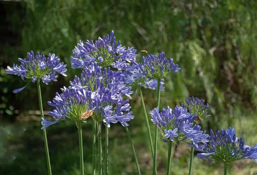 Aamiaismajoitus (B&B) Le Clos Des Oliviers