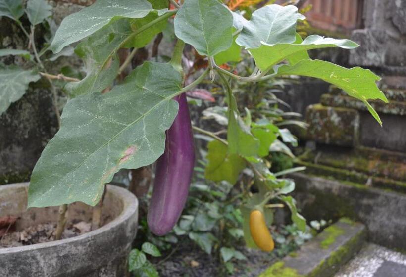 פנסיון Sakha House