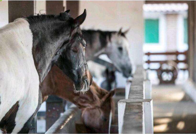 Apart Hotel Fazenda Monte Castelo   Gravatá