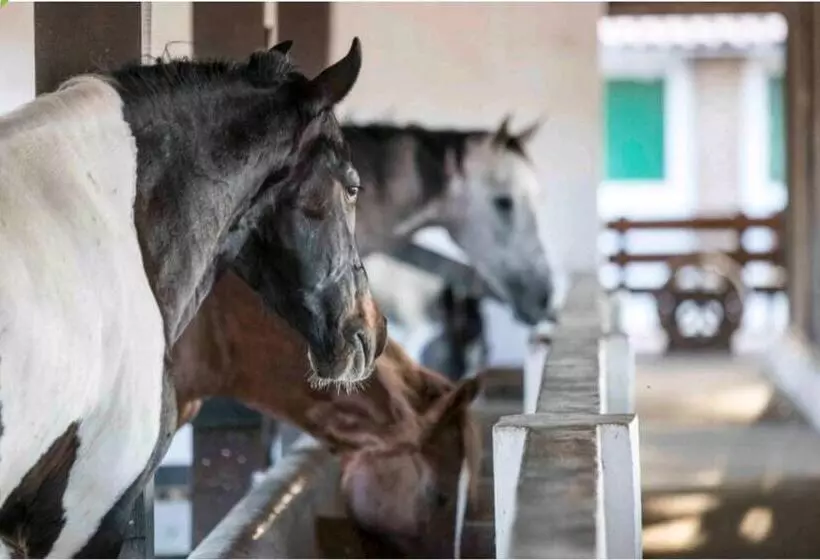 Apart Hotel Fazenda Monte Castelo   Gravatá