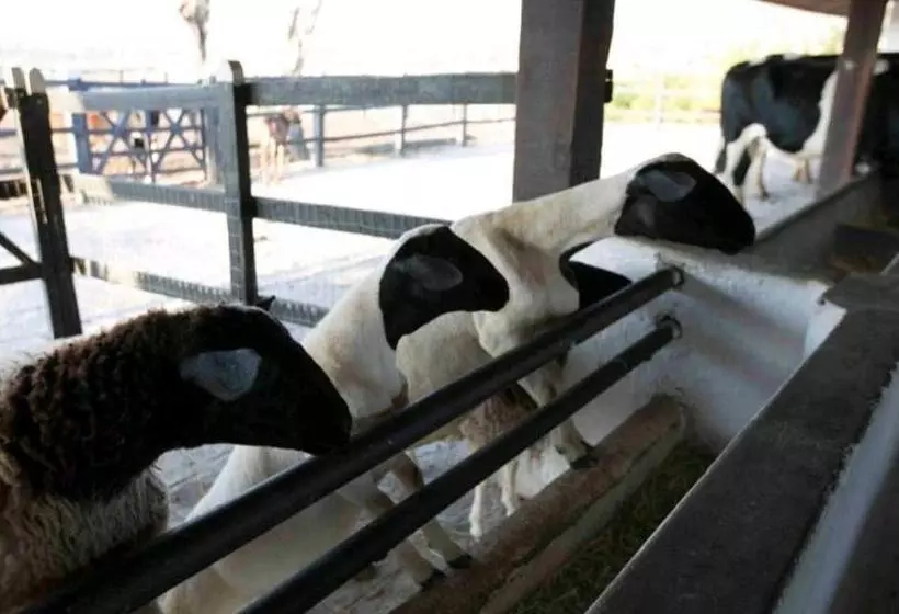 Apart Hotel Fazenda Monte Castelo   Gravatá