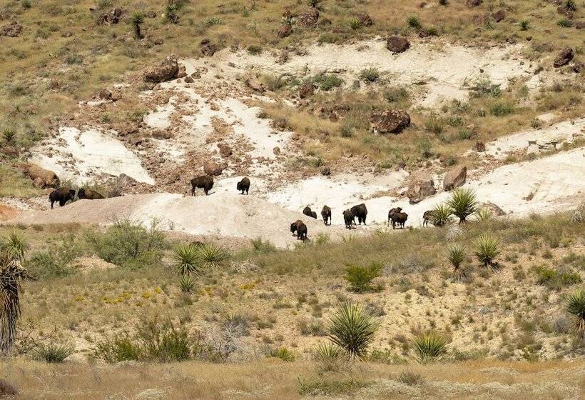 فندق Cibolo Creek Ranch And Resort