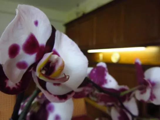 Отель Haus Glätzle Helene