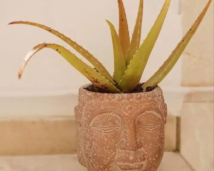 Estrelinha Da Fuzeta