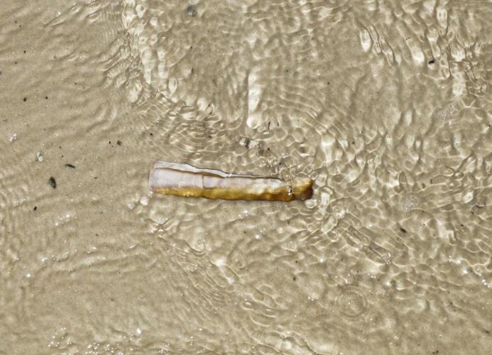 Schwertmuschel Modern Und Strandnah