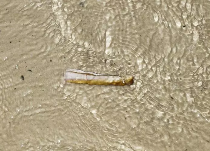 Schwertmuschel   Modern Und Strandnah