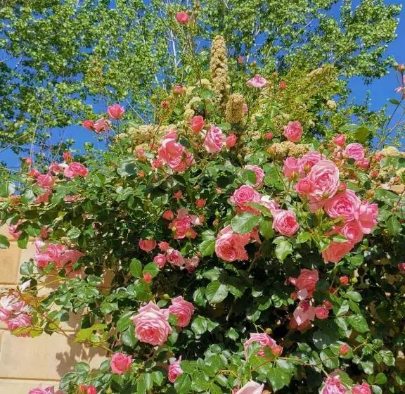 House Of Roses