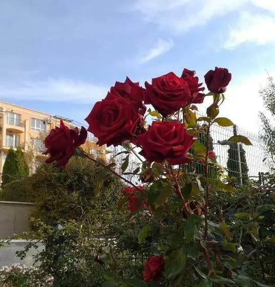 морски апартамент вили