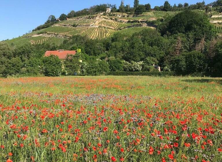 Ferienhaus Portugieser Auf Dem Weinberg