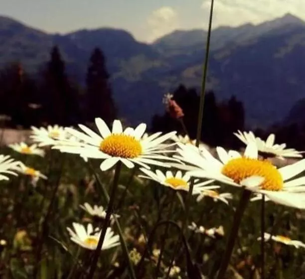 Fewo In Tiefenberg/ Allgäu