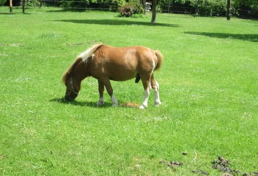 Florennes Gîte Neuf 150 M2 Devant Un Grand Lac Privé De 2 Hectares Poissonneux Au Milieu Des Bois