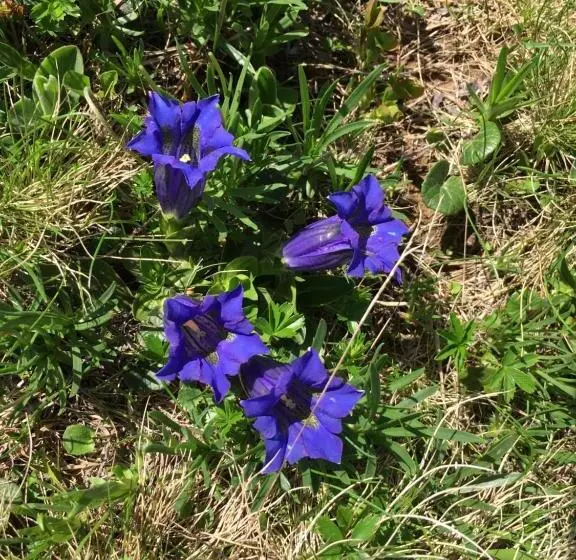 酒店 Frühstückspension Rüf