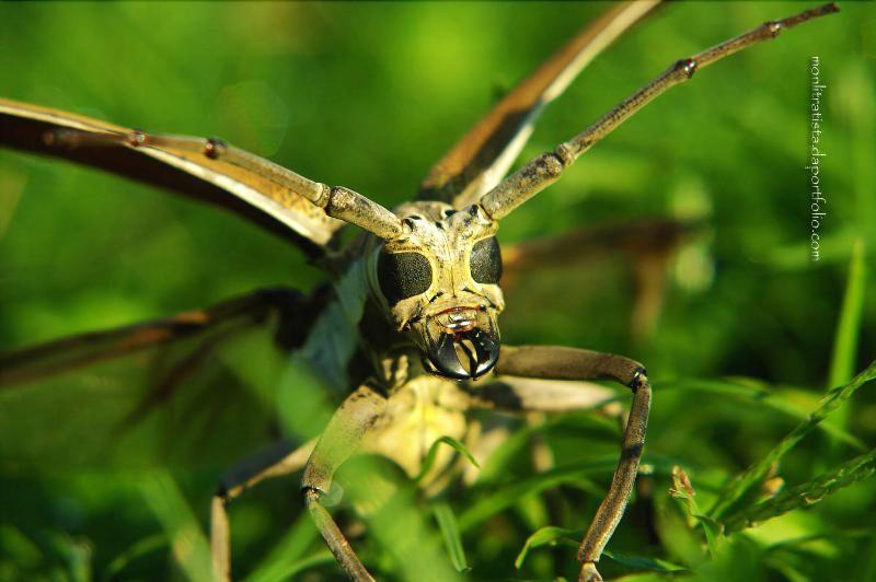 Hotel The Duyan House At Sinagtala Resort