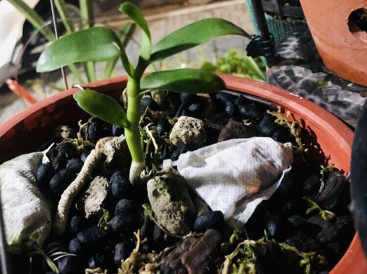 پانسیون Homestay Tits