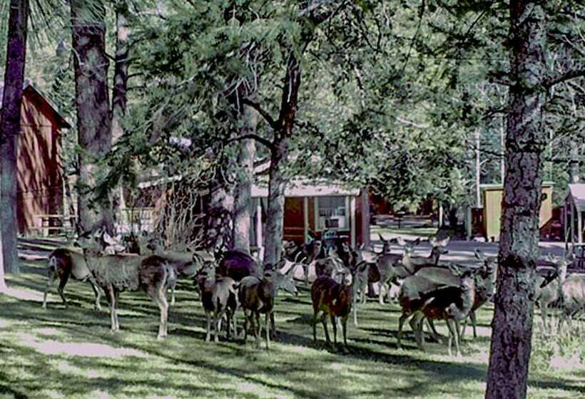 فندق Canyon Cabins