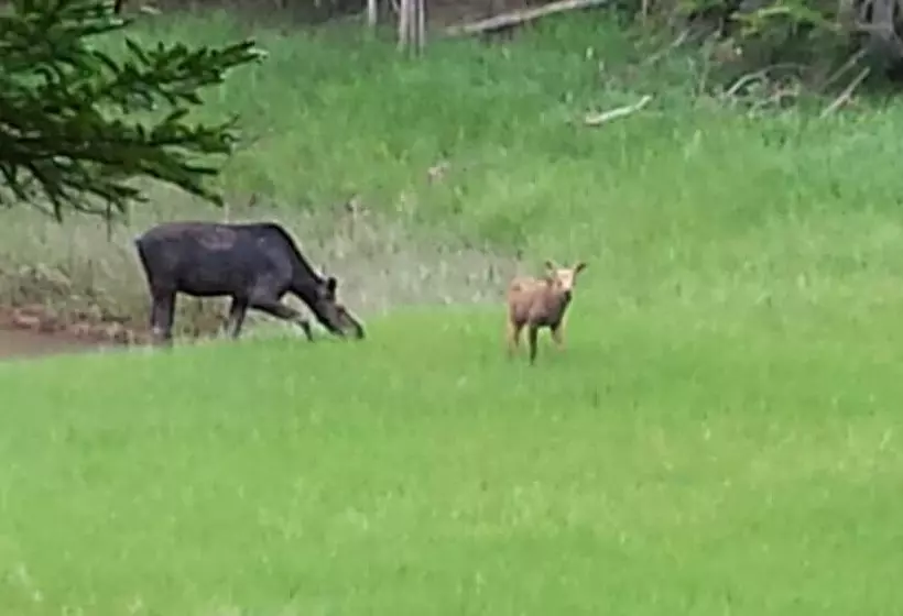 Fundy Rocks Motel And Chocolate River Cottages