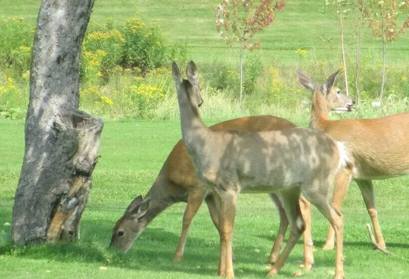 Fundy Rocks Motel And Chocolate River Cottages
