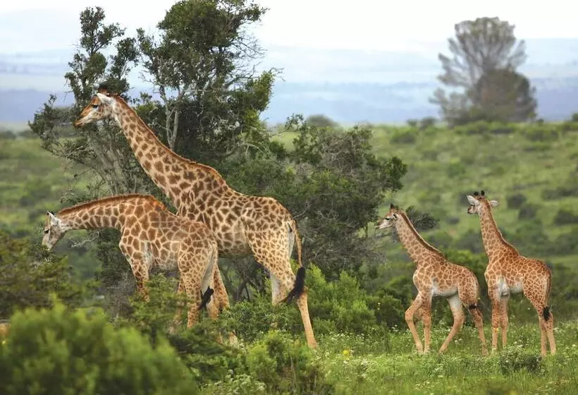 منتجع Kariega Game Reserve   Main Lodge