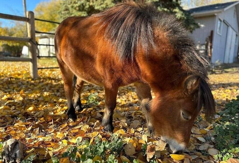 ホテル Rocking R Guest Ranch