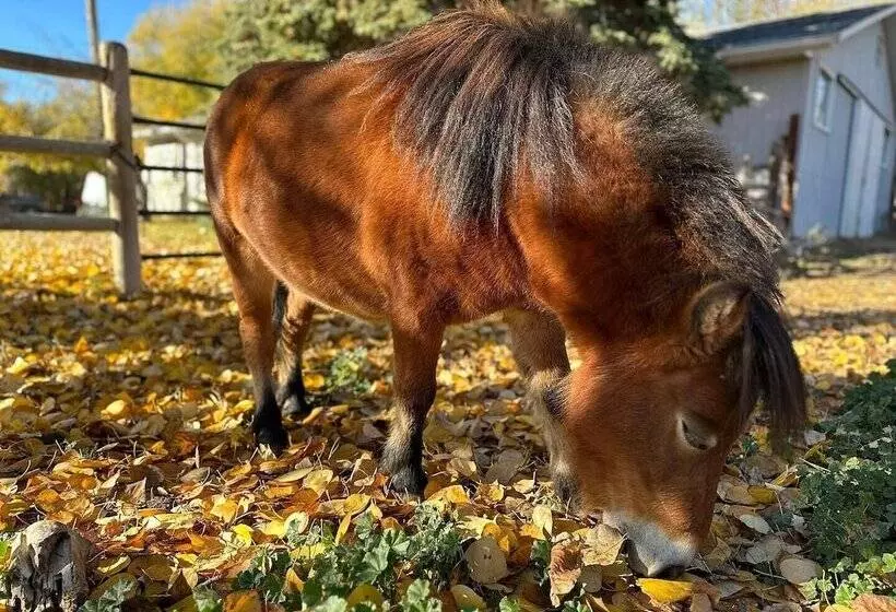 Hotelli Rocking R Guest Ranch