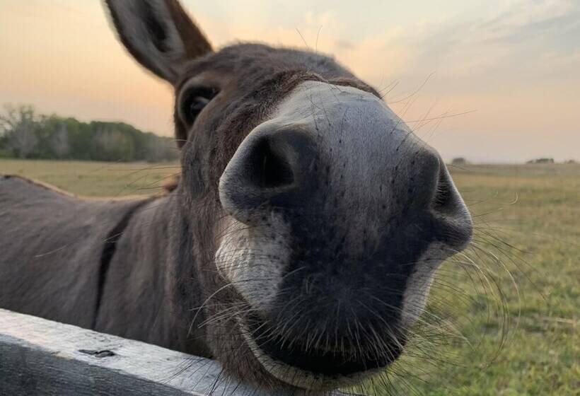 ホテル Rocking R Guest Ranch