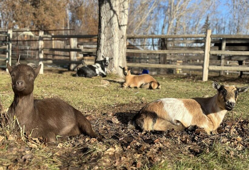 ホテル Rocking R Guest Ranch