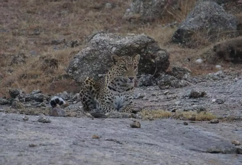 Hotelli Pride Resort & Convention Center Ranakpur Near Ranakpur Dam