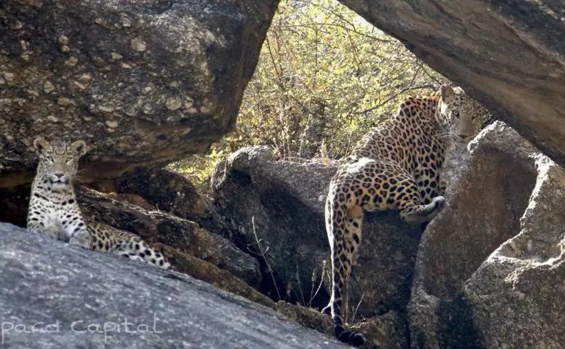 Hotelli Pride Resort & Convention Center Ranakpur Near Ranakpur Dam