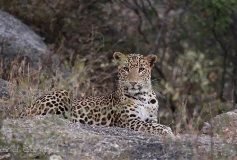 Hotelli Pride Resort & Convention Center Ranakpur Near Ranakpur Dam