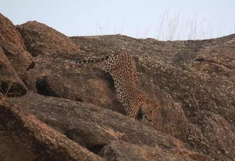 Hotelli Pride Resort & Convention Center Ranakpur Near Ranakpur Dam