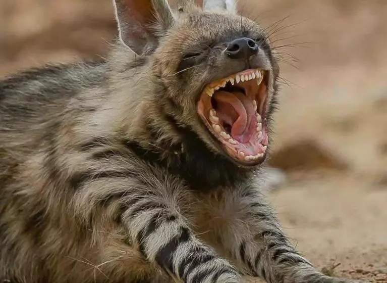 Hotelli Pride Resort & Convention Center Ranakpur Near Ranakpur Dam