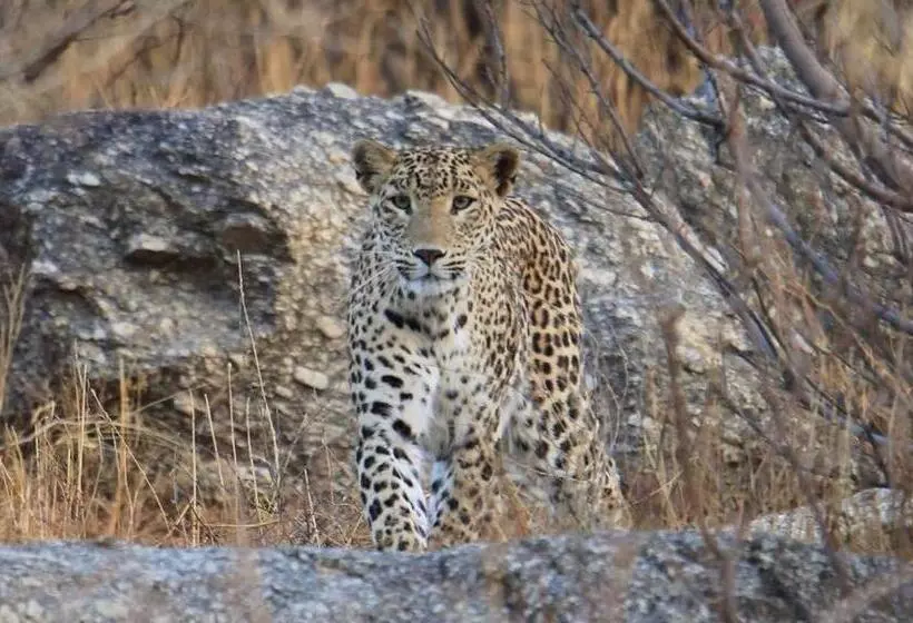 Hotelli Pride Resort & Convention Center Ranakpur Near Ranakpur Dam