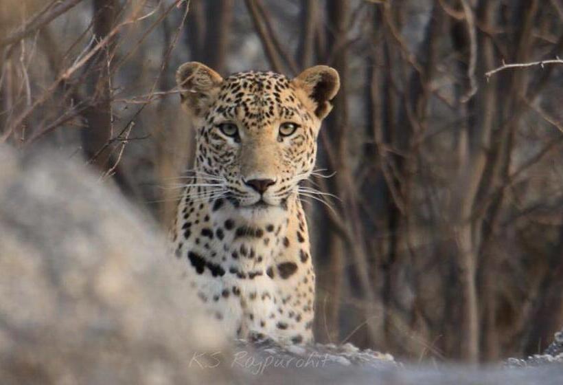 酒店 Pride Resort & Convention Center Ranakpur Near Ranakpur Dam