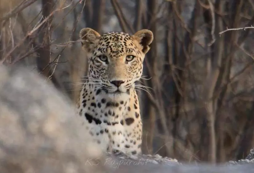 Hotelli Pride Resort & Convention Center Ranakpur Near Ranakpur Dam