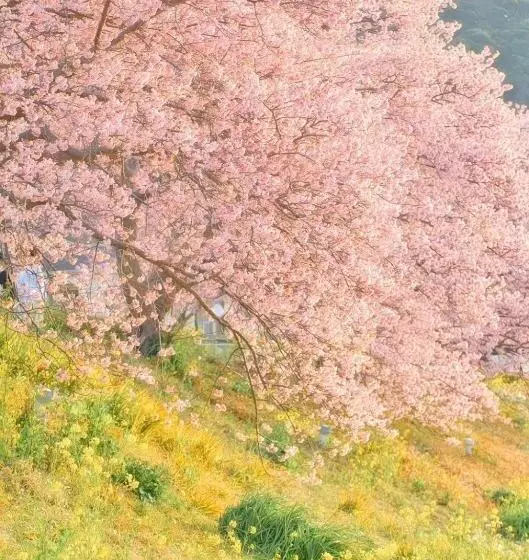 地中海の家