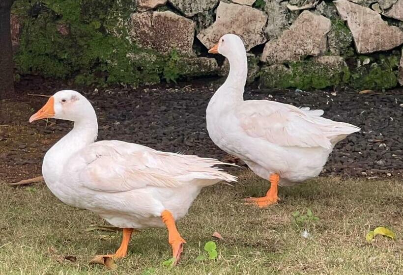 渡假胜地  Kukoos Farm