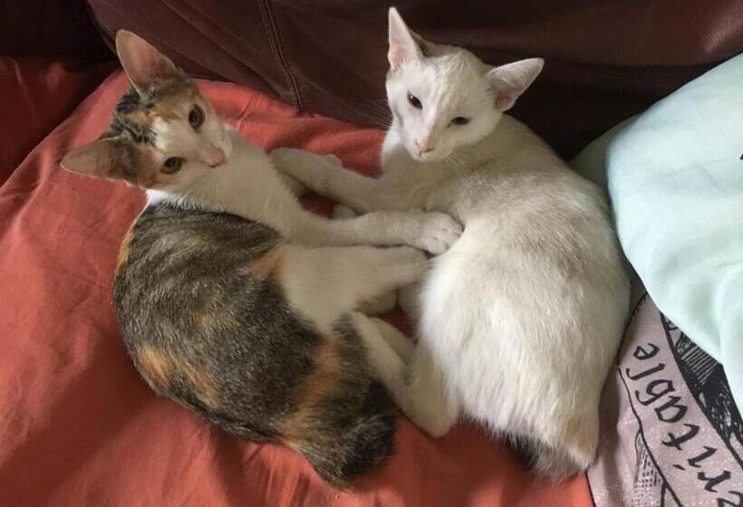 פנסיון Room In Villa  Beautiful Accommodation At The Heart Of Andalusia