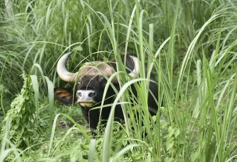 هتل Butterfly   Peaceful Garden For Nature Lovers