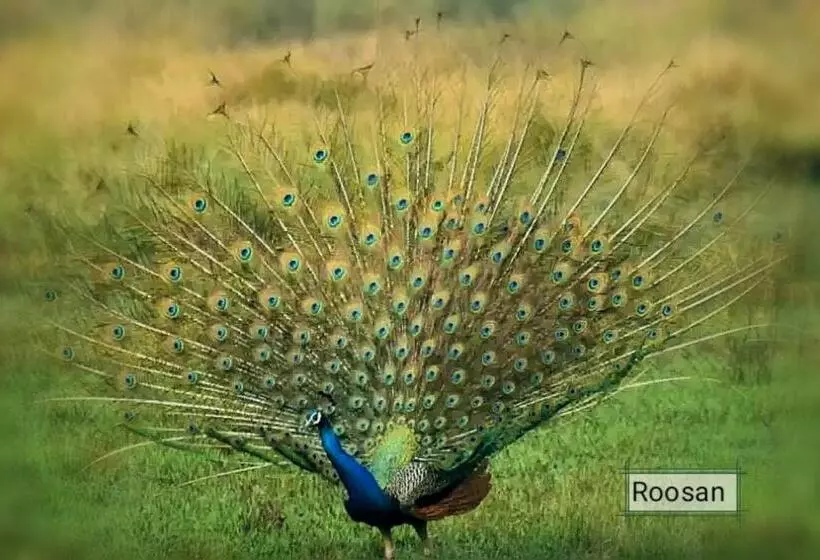 هتل Butterfly   Peaceful Garden For Nature Lovers