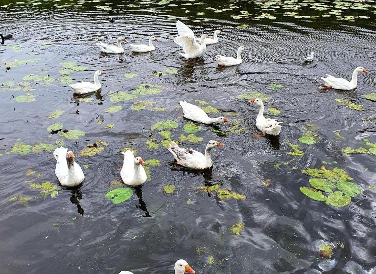 تختخواب و صبحانه Guesthouse Amberdi, Fly & Stay