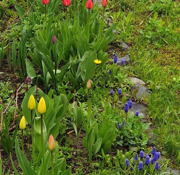 ホテル Pensiunea Denisia